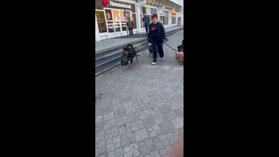 Woman walks dogs carrying groceries in Ulan-Ude, Russia