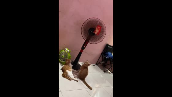 Curious cat pulls over fan and falls in Indonesia