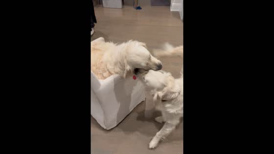 Dog pulls chair with another dog inside around house in Westport, Connecticut