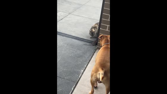 Sydney standoff: cat, dog, and mouse unlikely trio caught in hilarious pursuit