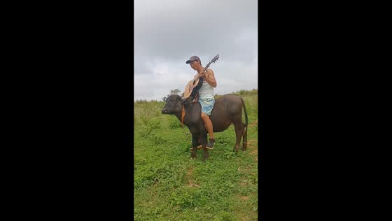 Cow runs off as man plays guitar while riding it in Guangdong, China