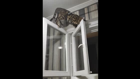 Hilarious video of mischievous cat Leo - climbs on window and falls in a comical mishap!