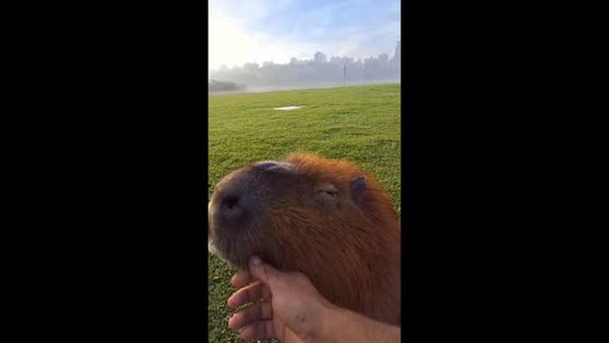 Morning scratches: capybara enjoys petting session in Curitiba Park, Brazil 
