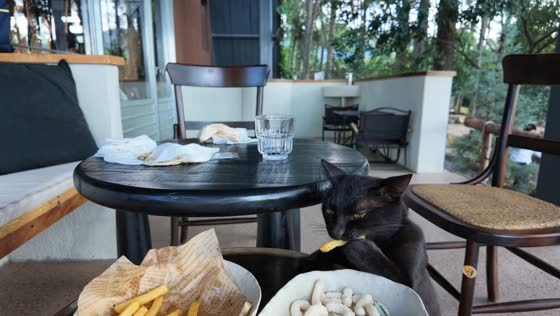 Greedy black cat hilariously steals French fry from outdoor diners in Jiangsu, China
