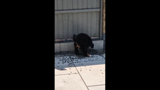Bernese puppy hilariously hides garden mess in North Ferriby, England