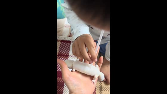 Boy helps leopard gecko shed skin in playful moment in Shandong, China