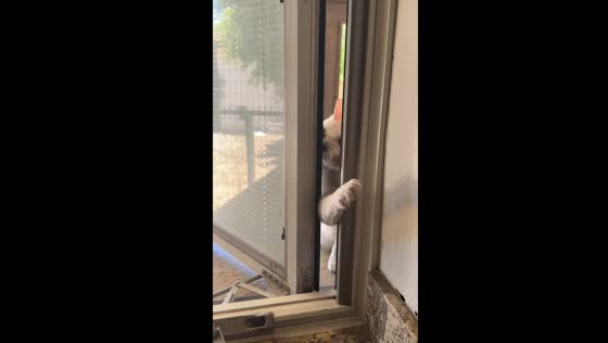 Cat's misguided window encounter: the dunderhead chronicles
