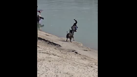 Drunk man provokes bull and gets knocked into river in Rishikesh