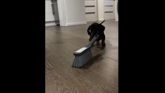 Dog plays with brush in Blansko, Czechia