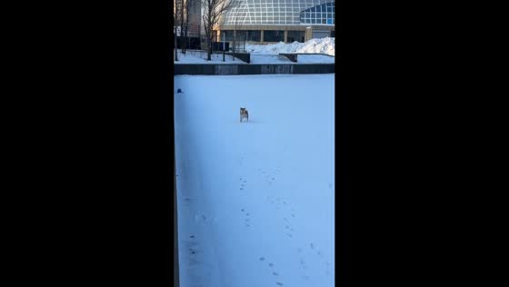 Dog embraces deep winter snow in Jilin, China
