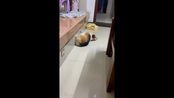 Corgi's quirky wall bounce amuses owner in Guangdong, China