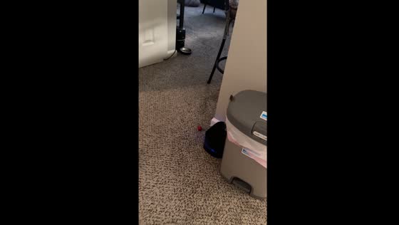Flying cockroach terrorizes Memphis resident