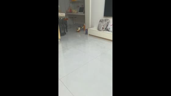 Duck hilariously runs around with a sandal on its head in Anhui, China
