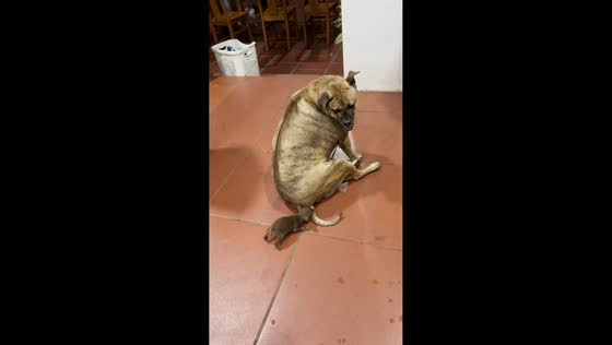Puppy playfully bites older dog’s tail in Hanoi, Vietnam