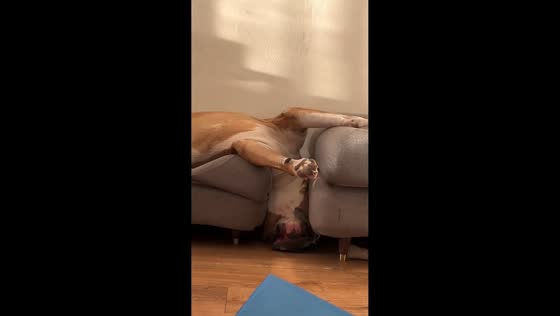 Boxer sleeps upside down between sofa sections in Haarlem, Netherlands