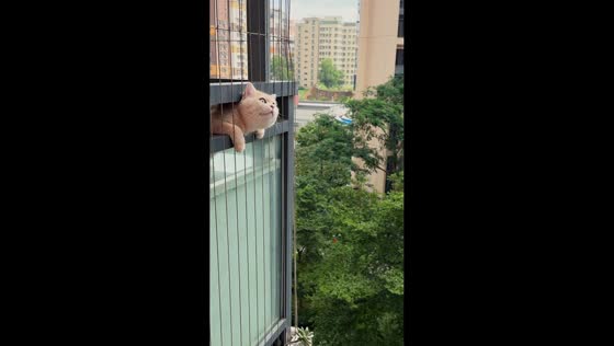 Cat curiously watches the sky from balcony in Guangdong, China