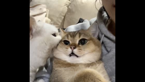 Cat bites another in Hubei 