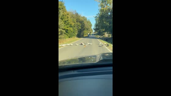 A line of ducks slows traffic while crossing a road in Puxico, Missouri, USA