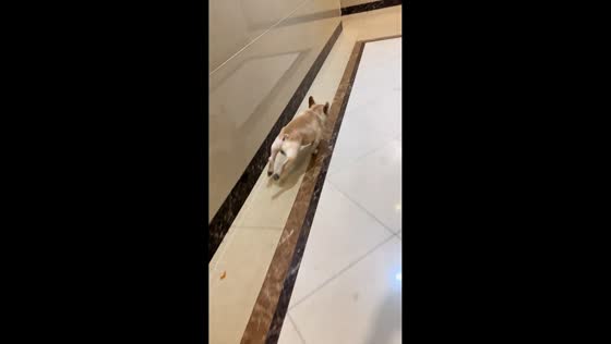 Excited French bulldog rushes out of elevator in Sichuan, China