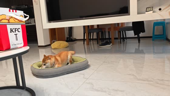Shiba Inu hilariously spins around its bed chasing its tail in Sichuan, China