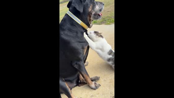 Dog calmly lets cat nurse beside it in Jacksonville, Florida, USA