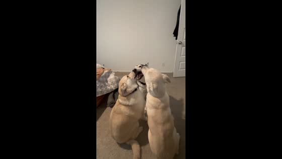 Husky and two Labradors share playful moment in Bixby, Oklahoma, USA
