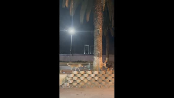 Cat's tree escape from four barking dogs in Algiers, Algeria
