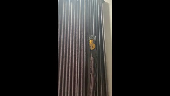 Fearless feline adventure: 3-month-old cat Billi conquers a 3-meter curtain in Bali, Indonesia