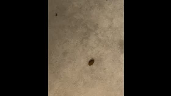 Dog excitedly runs around and accidentally poops on the floor in Exeter, UK
