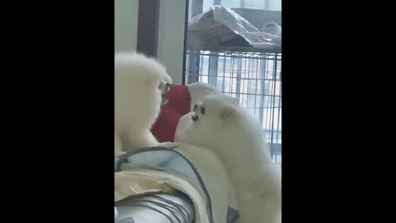 Pomeranian father and son have noisy "argument" in Jiangsu, China
