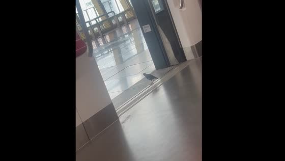 Bird exits train in Singapore after doors open for passenger