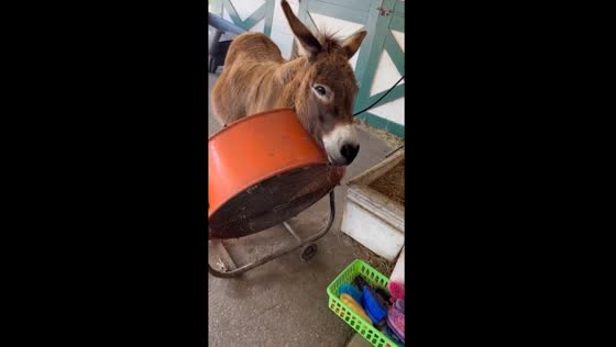 Donkey Dunkin: keeping cool at Delmar Farm
