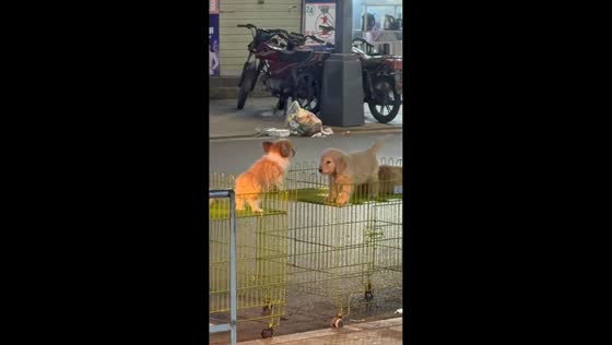 Two puppies adorably bark at each other from wire cages in Henan, China