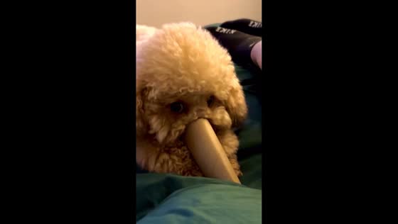 Playful poodle explores cardboard roll in Novosibirsk, Russia