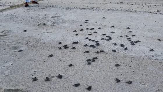 Turtle hatchlings make their way toward the sea in Shanghai, China