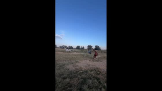 Horse suddenly veers sideways, causing rider to fall during race in Bishkek, Kyrgyzstan