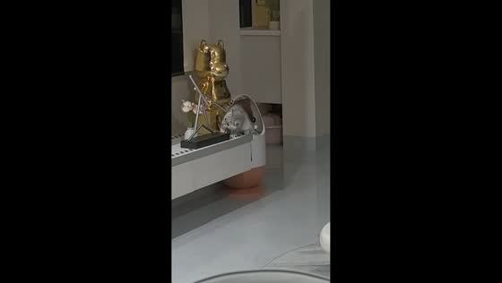 Curious cat plays with sculpture and gets repeatedly tapped in Fujian, China