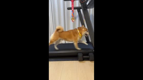 Athletic dog runs on treadmill in Yunnan, China