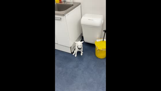 Cat falls backward during toilet attempt in Moscow, Russia