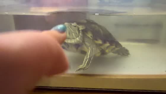 Turtle makes courtship movements while looking at the finger in Sichuan, China