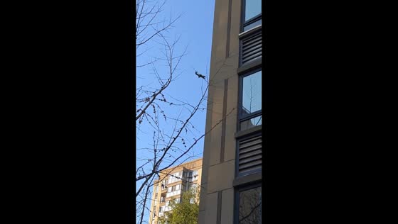 Squirrels navigate building walls in Zhejiang, China