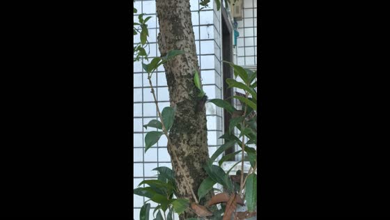 Praying mantis captures a cicada on a tree in Sichuan, China