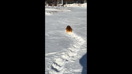 Corgi struggles to retrieve rope from snow in Heilongjiang, China