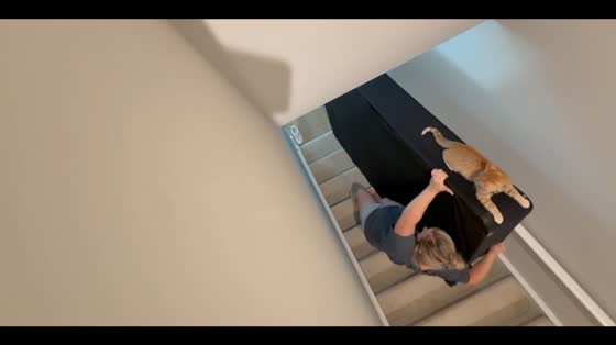 Cat hilariously rides box spring down stairs in Greenville, South Carolina, USA