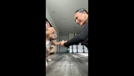 Dog performs handshake and barking tricks in Toms River, New Jersey, USA