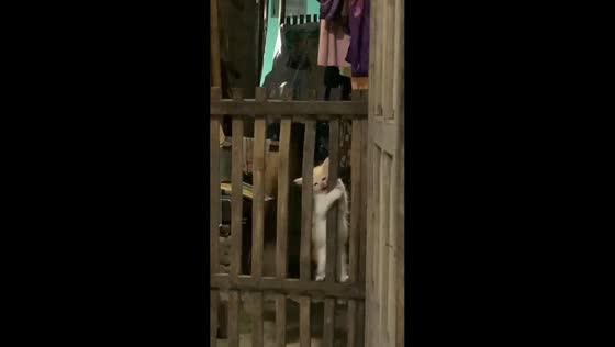 Kitten gets stuck climbing a door barrier in East Java, Indonesia