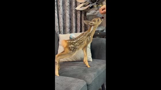 Young deer and parrot share a sweet moment in Amol, Iran
