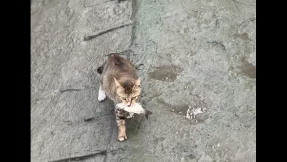 Cat skillfully catches fish in Guangzhou, China