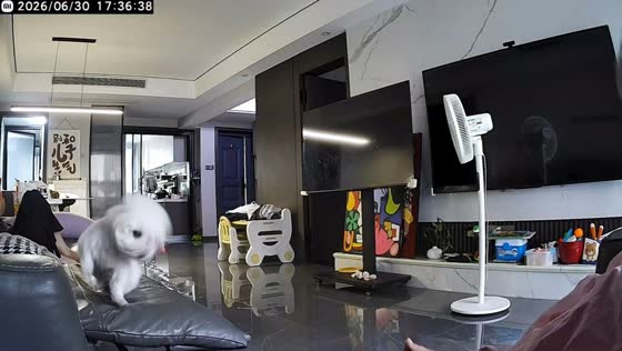 Startled dog loses balance and falls from couch in Jiangsu, China