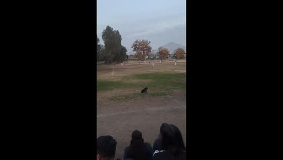 Dog spins in response to crowd cheers during baseball game in Santiago, Chile